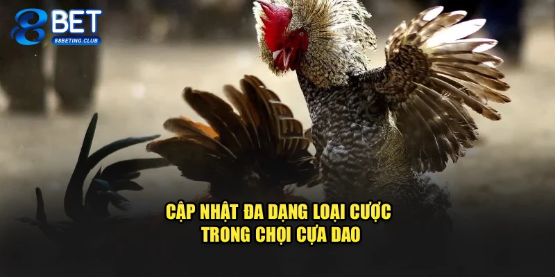 Cập nhật đa dạng loại cược trong chọi cựa dao