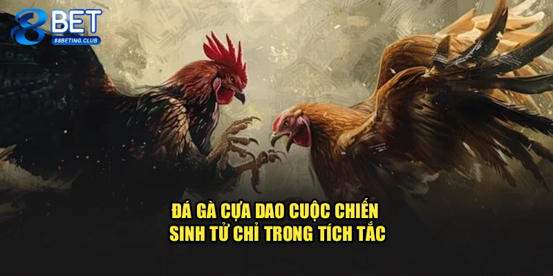 Đá Gà Cựa Dao – Cuộc Chiến Sinh Tử Chỉ Trong Tích Tắc