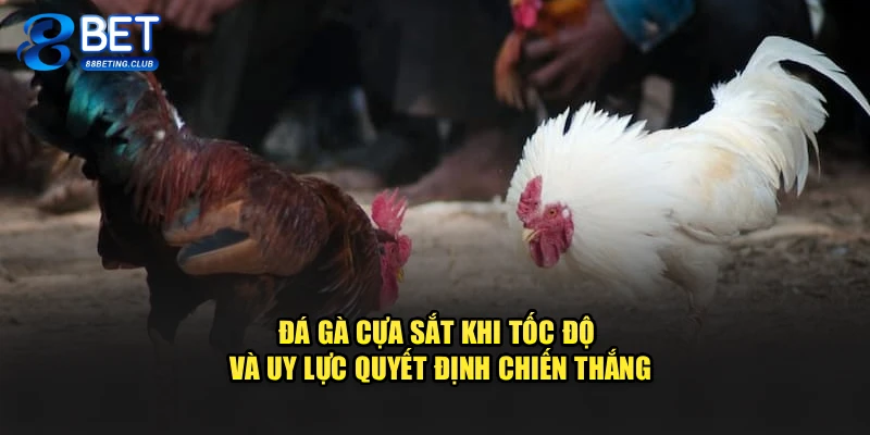 Đá Gà Cựa Sắt – Khi Tốc Độ Và Uy Lực Quyết Định Chiến Thắng
