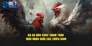 Đá Gà Đòn Cuộc Chạm Trán Mãn Nhãn Giữa Các Chiến Binh