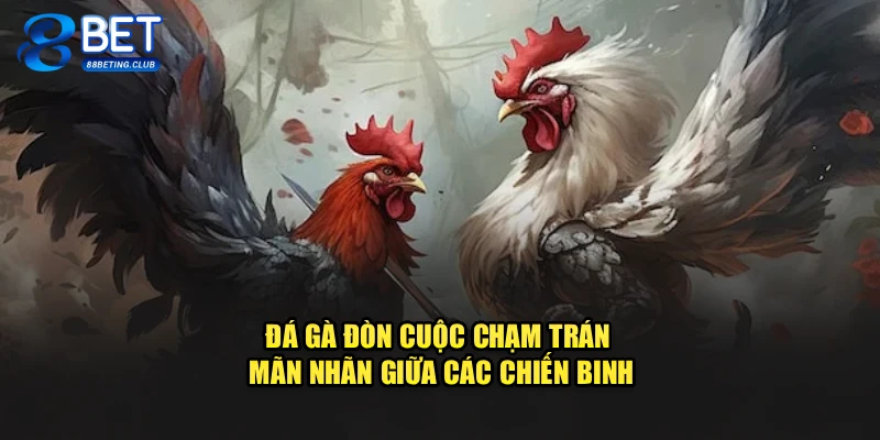 Đá Gà Đòn Cuộc Chạm Trán Mãn Nhãn Giữa Các Chiến Binh