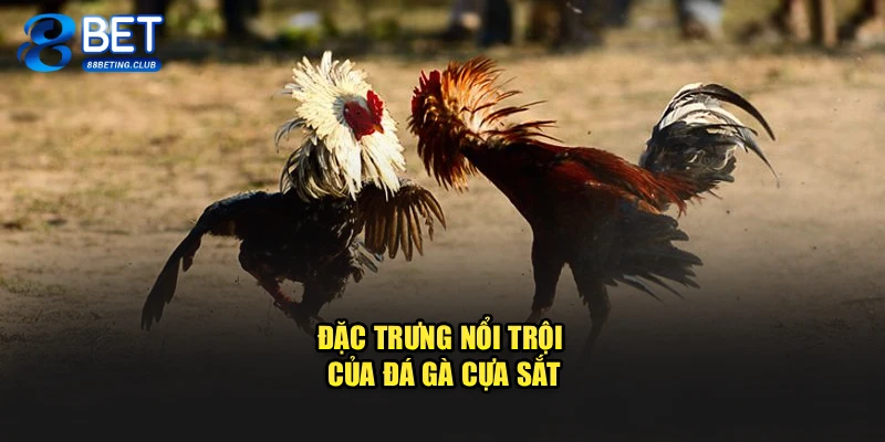 Đặc trưng nổi trội của đá gà cựa sắt