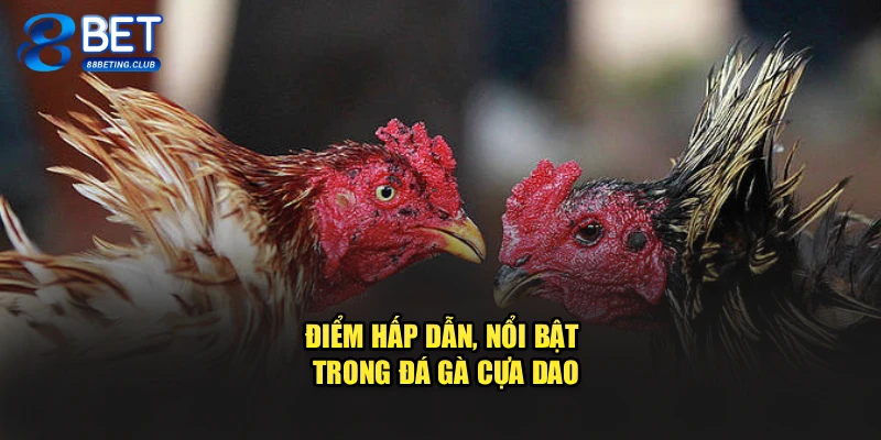 Điểm hấp dẫn, nổi bật trong đá gà cựa dao