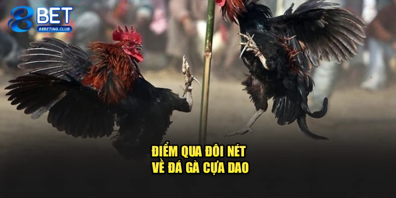 Điểm qua đôi nét về đá gà cựa dao