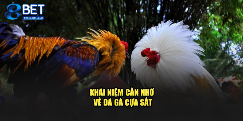 Khái niệm cần nhớ về đá gà cựa sắt